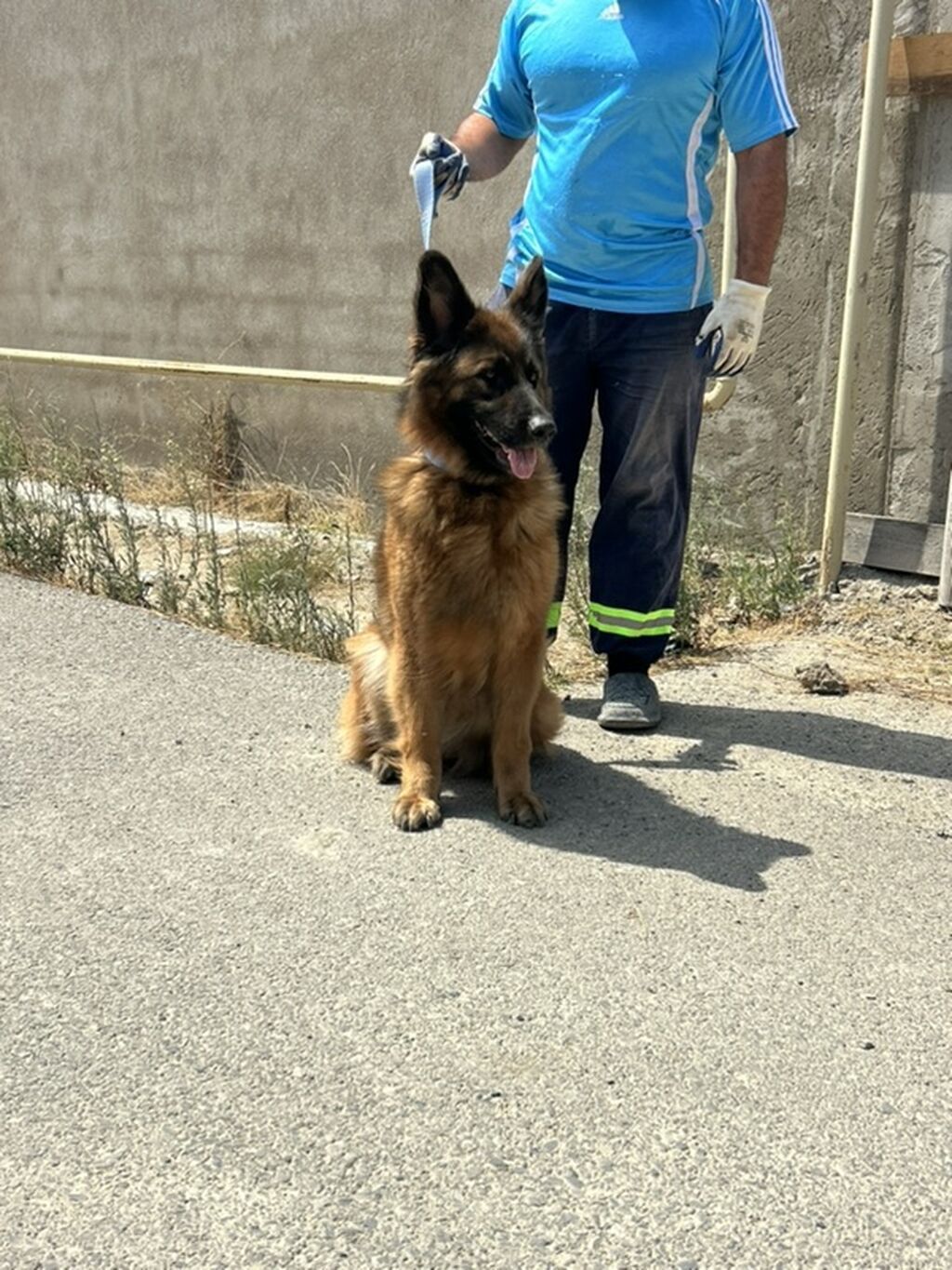 Alman çoban iti, 3 il, Dişi — Heyvanlar, Bakı