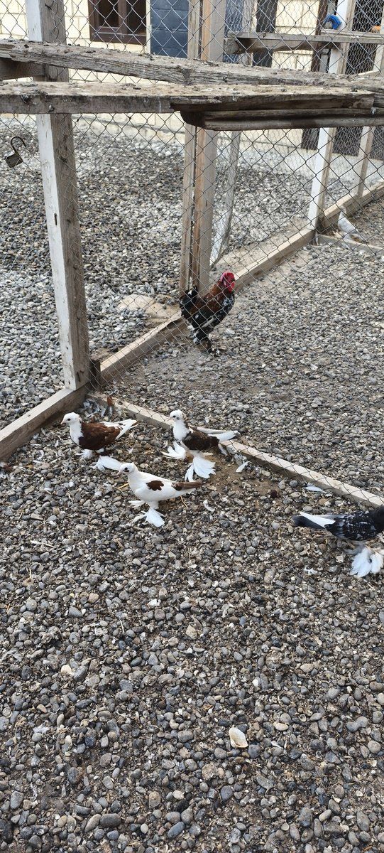 Göyərçinlər — Quşlar, Salyan (4)