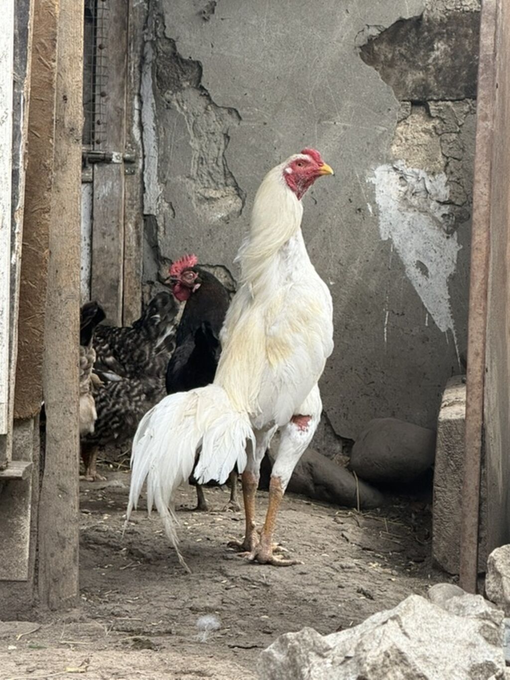 Ağ rəngli uzunboy döyüş xoruzu - Cins tipi: Asil/Hint tipli uzunboy — Heyvanlar, Şəmkir