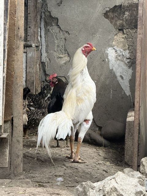 Ağ rəngli uzunboy döyüş xoruzu - Cins tipi: Asil/Hint tipli uzunboy