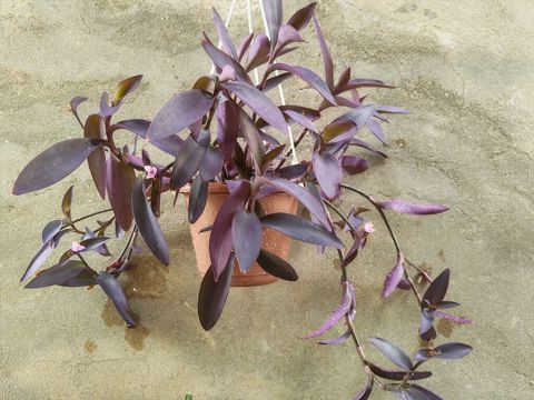 Asılı saksıda bənövşəyi təsirli bəzək bitkisi – Tradescantia pallida — Bakı