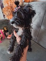 Pudel, 5 ay, Dişi, Ödənişli çatdırılma — Pudel