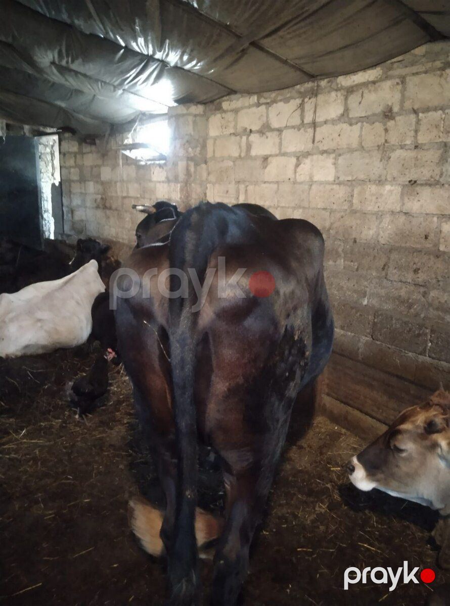 Cöngə — Kənd təsərrüfatı heyvanları, Xaçmaz (2)