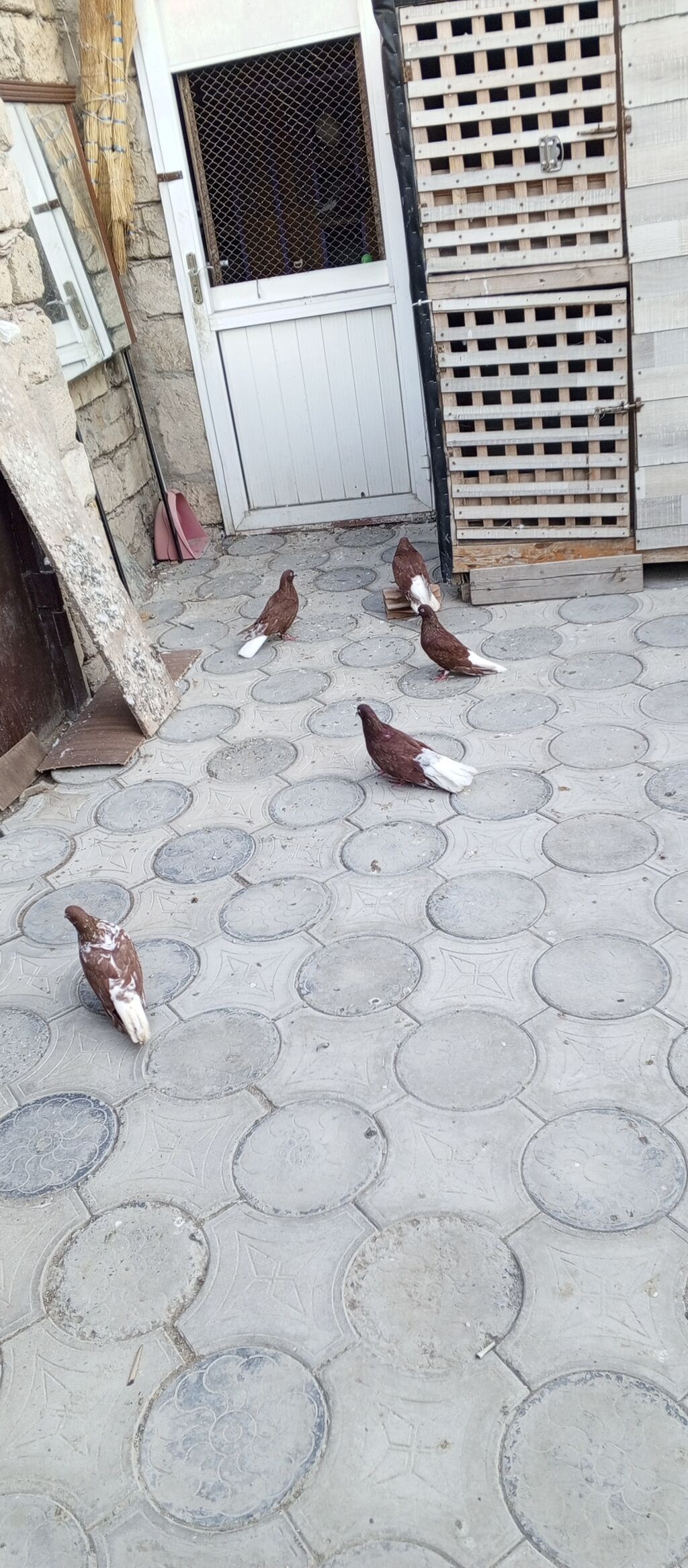 Agquyruqlar 5de erkekdi qiymet birine aiddi — Quşlar, Masazır (6)