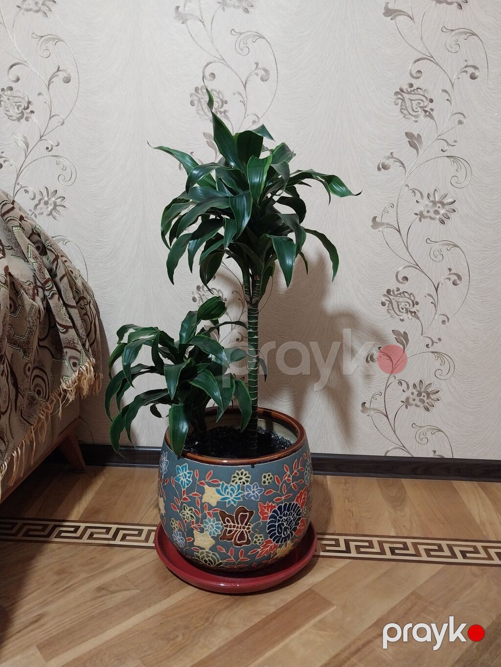 Çox gözəl çox xeyirli və dünyada böyük bioloji dəyərli Dracena — Qapı bitkələri, Bakı (2)
