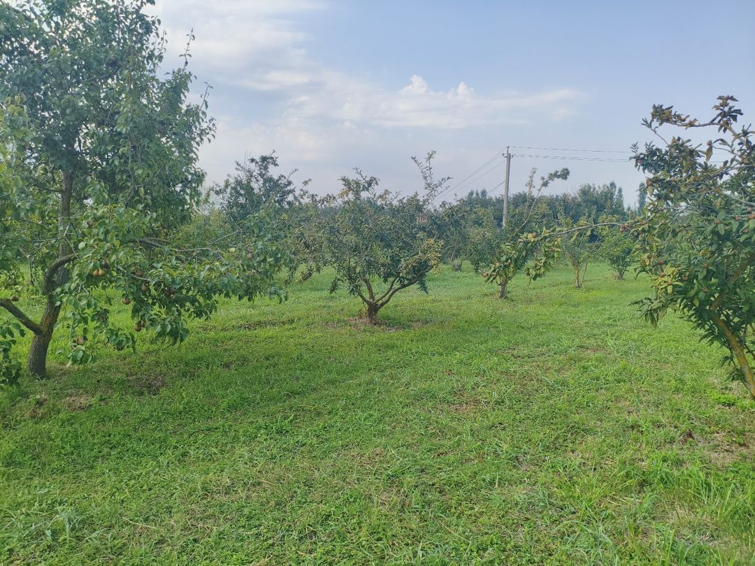156 sot torpaq sahəsi, Xaçmaz r. — Torpaq, Xaçmaz (6)