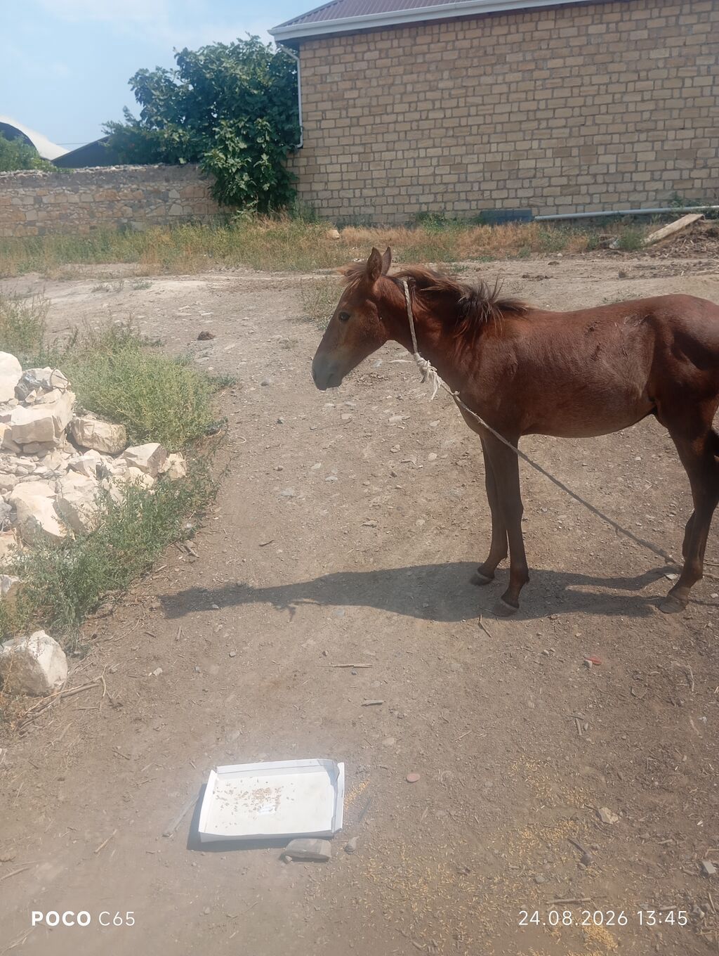Erkək, Qarabag, il: 1, Ödənişli çatdırılma — Atlar, Gəncə (3)