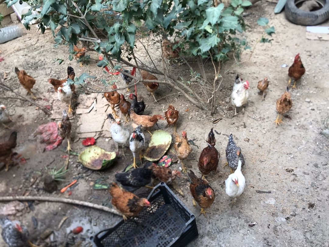 Çolpalar — Quşlar, Bakı