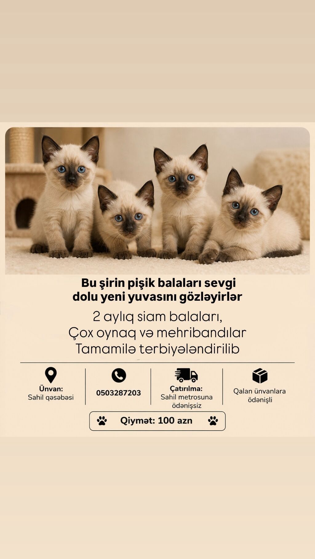 Siam, Yaxşı əllərə, Ödənişli çatdırılma — Pişiklər, Bakı