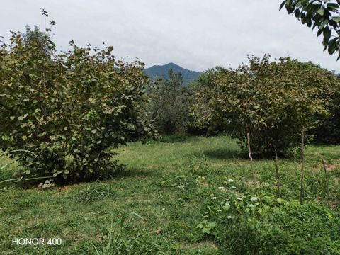 6.5 sot torpaq sahəsi, Qax ş.