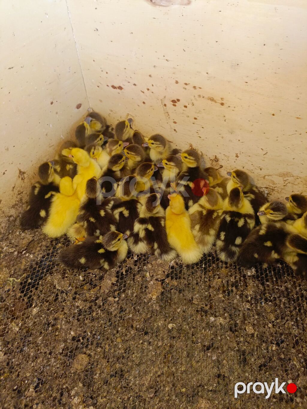 Muscovy ördəyi balaları (indo-ördəklər) - Cins: Muscovy (indo-ördəyi) — Heyvanlar, Digah (2)