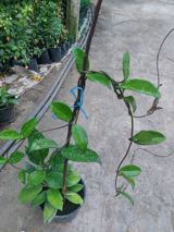 Hoya carnosa – saksıda sarmaşıq ev bitkisi - Bitki tipi: Hoya carnosa — Mallar
