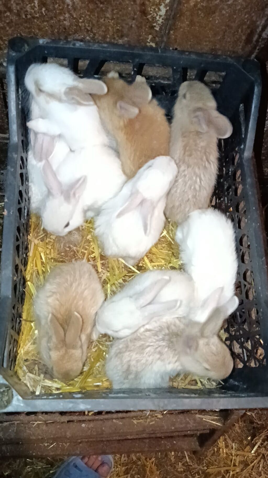 Bala sort dovsanlar 5man aglar sarilar 7man cut alana endirim olacaq