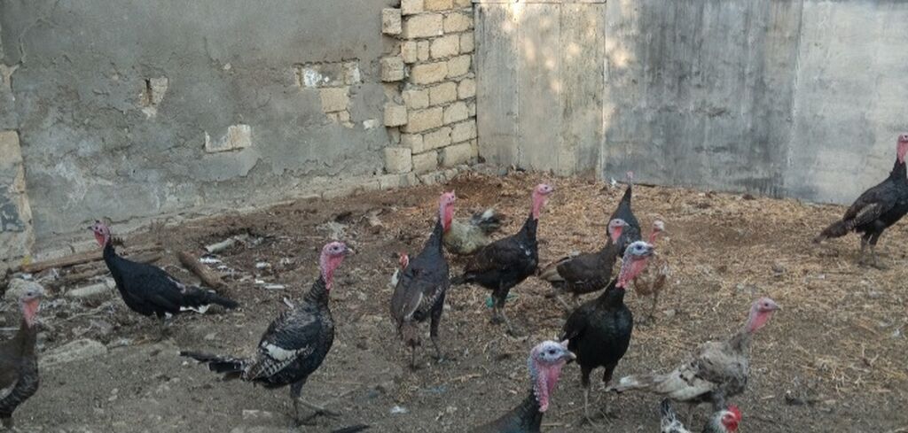 Erkək, Damazlıq