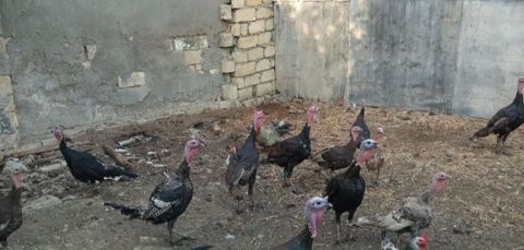 Erkək, Damazlıq