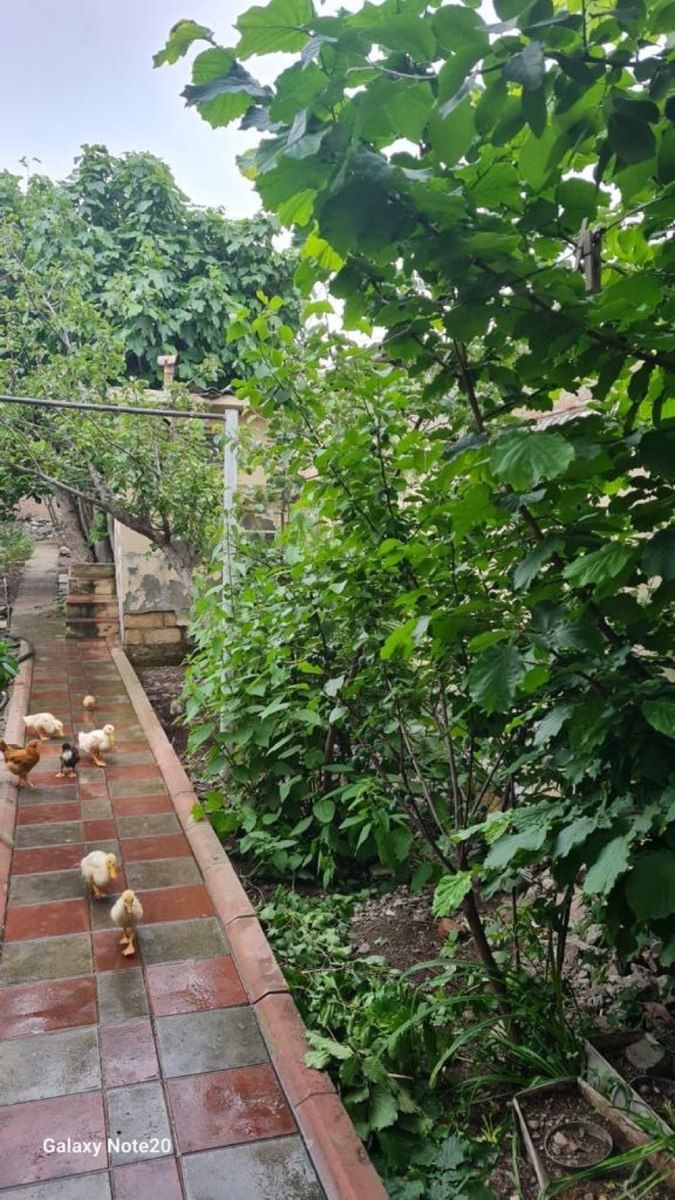 Həyət evi, Gəncə ş. — Daşınmaz əmlak, Gəncə (4)