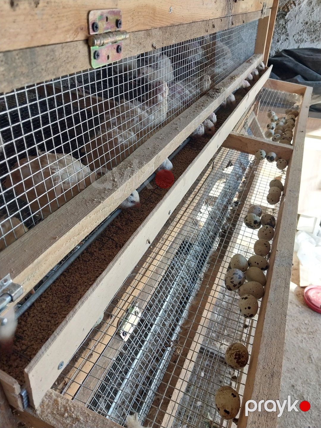 Texas bildirçini — Quşlar, Bakı (4)