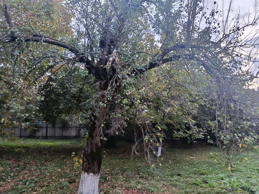 12 sot torpaq sahəsi, İsmayıllı r. — Torpaq, İsmayıllı (7)