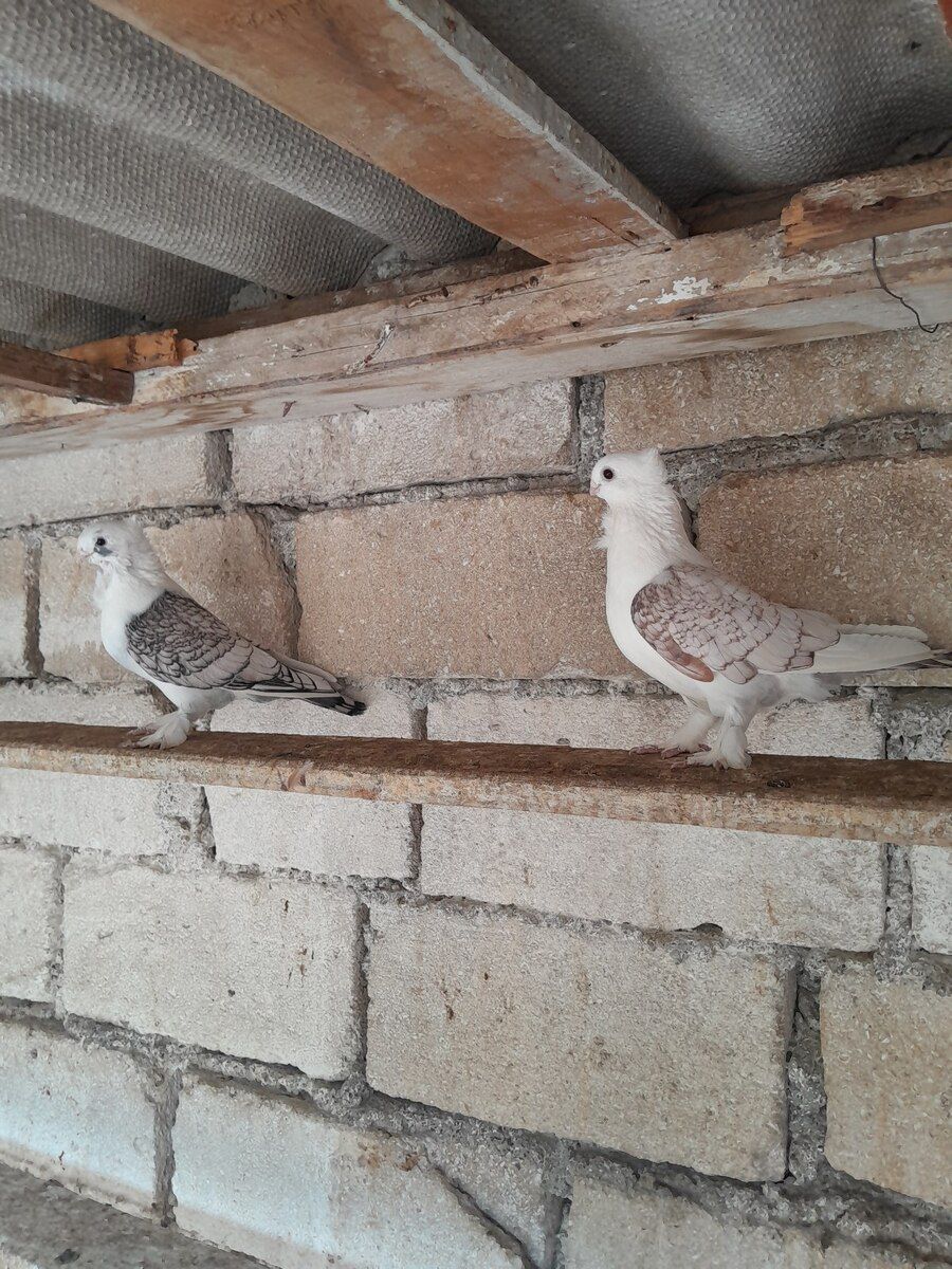 Göyərçin — Quşlar, Bərdə (6)
