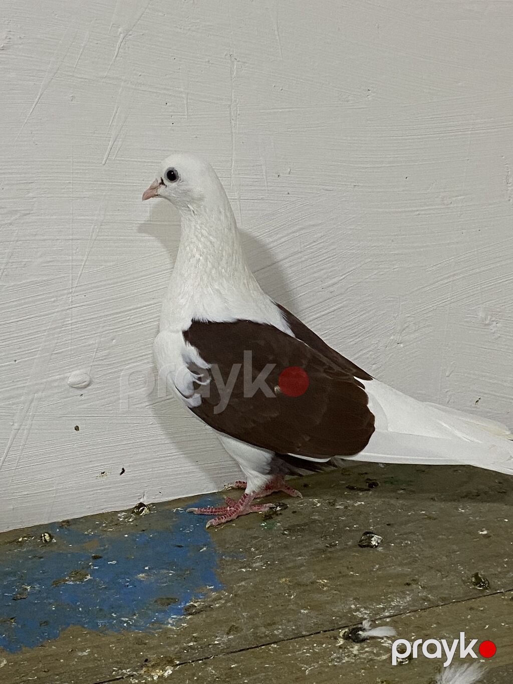 Qirmizi Çep Maya>>> Budu Qirmizi Tam sağlam uçuş olan — Quşlar, Digah (2)