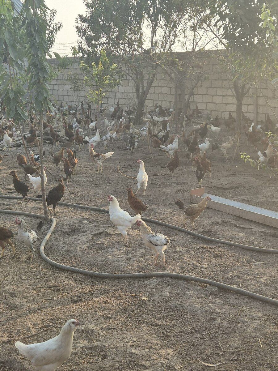 Kənd beçələri — Quşlar, İmişli (3)
