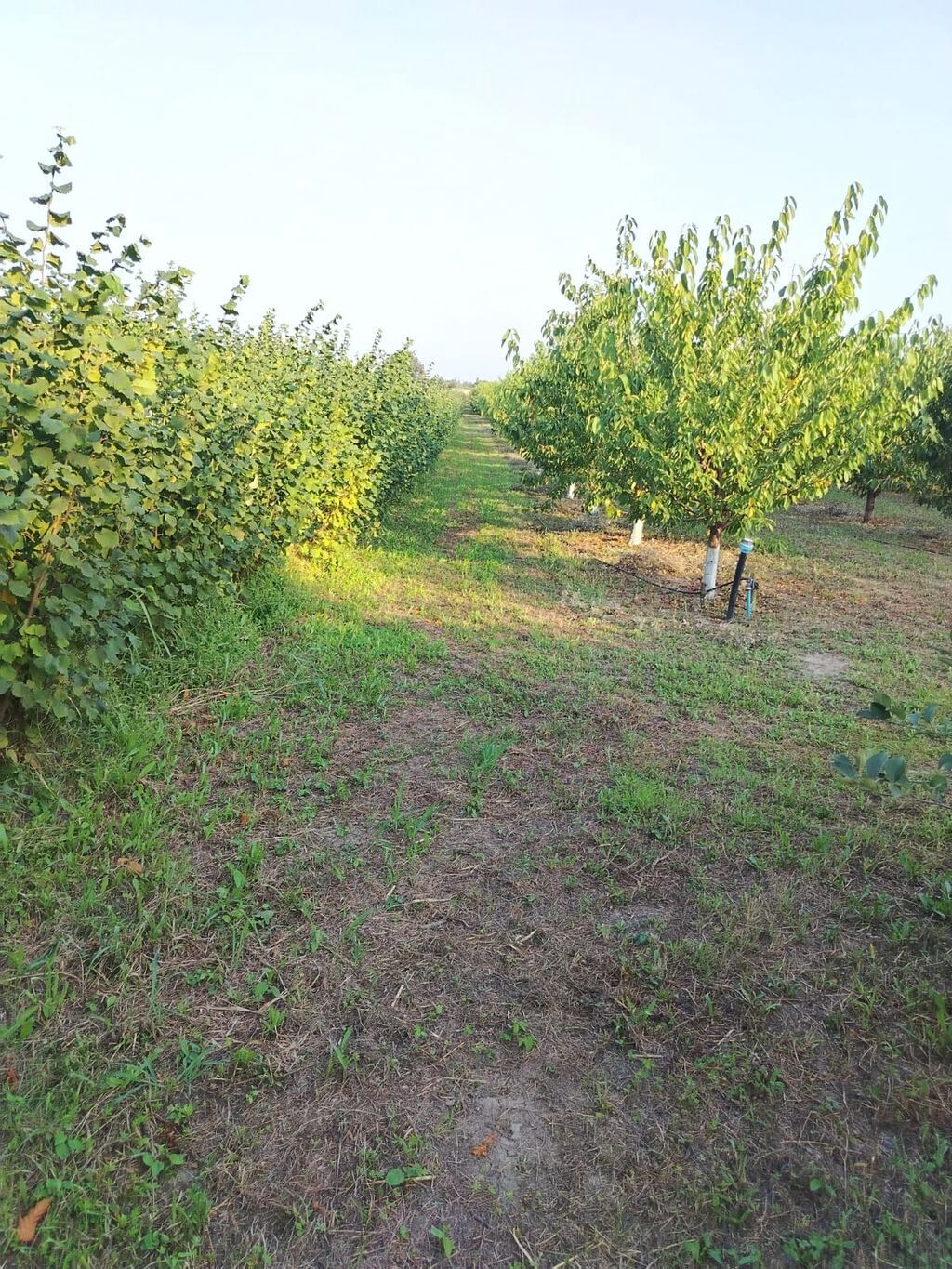 180 sot Kənd təsərrüfatı, Su — Torpaq, Qusar (8)