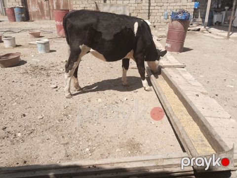 Salamtam saglam 11ayliq cins danadir isdeyen elaqe saxlasin
