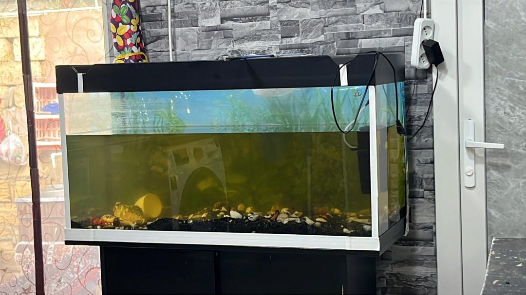 Akvarium — Akvariumlar və balıqlar, Bakı