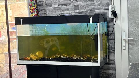 Akvarium