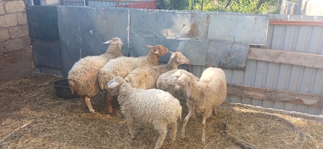 Qoyunlar — Heyvanlar, Şirvan (8)