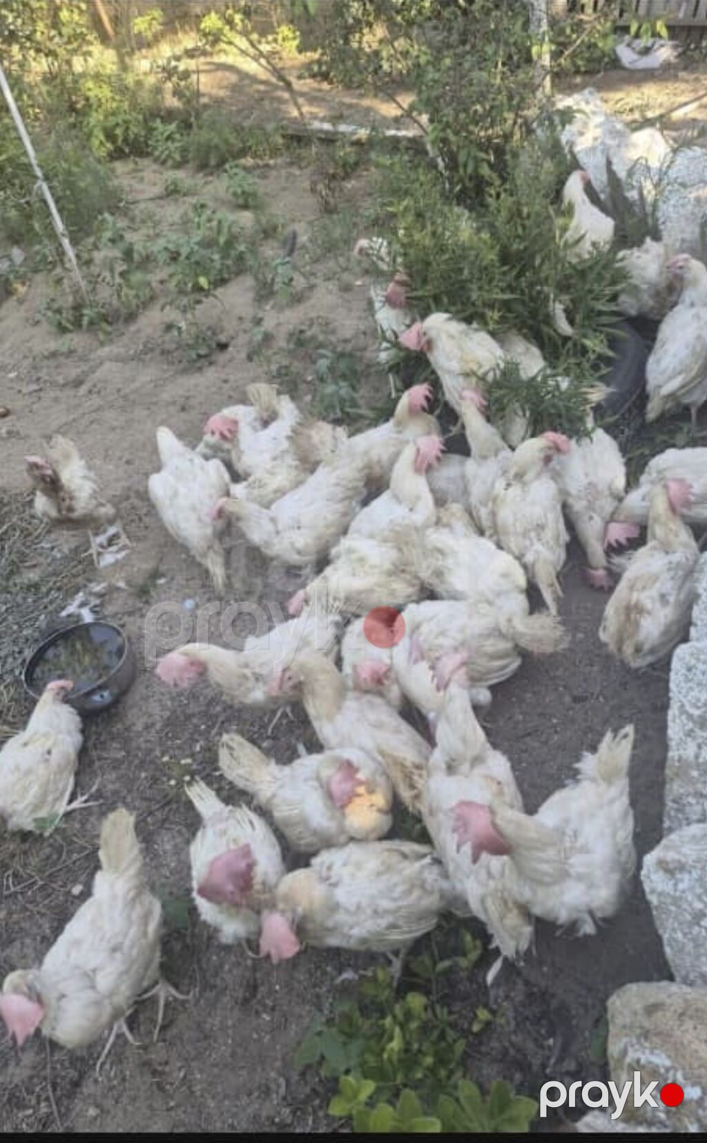 Toyuq, Damazlıq — Toyuq və xoruz, Digah
