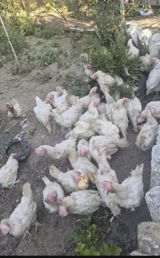 Toyuq, Damazlıq — Chickens and roosters