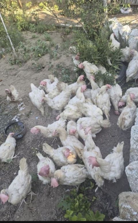 Toyuq, Damazlıq