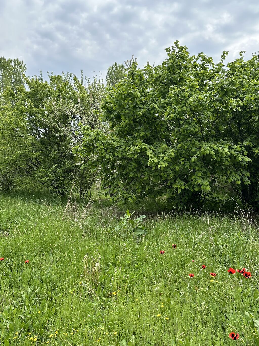 32 sot, Tikinti, Mülkiyyətçi, Kupça (Çıxarış) — Torpaq, Gəncə (8)