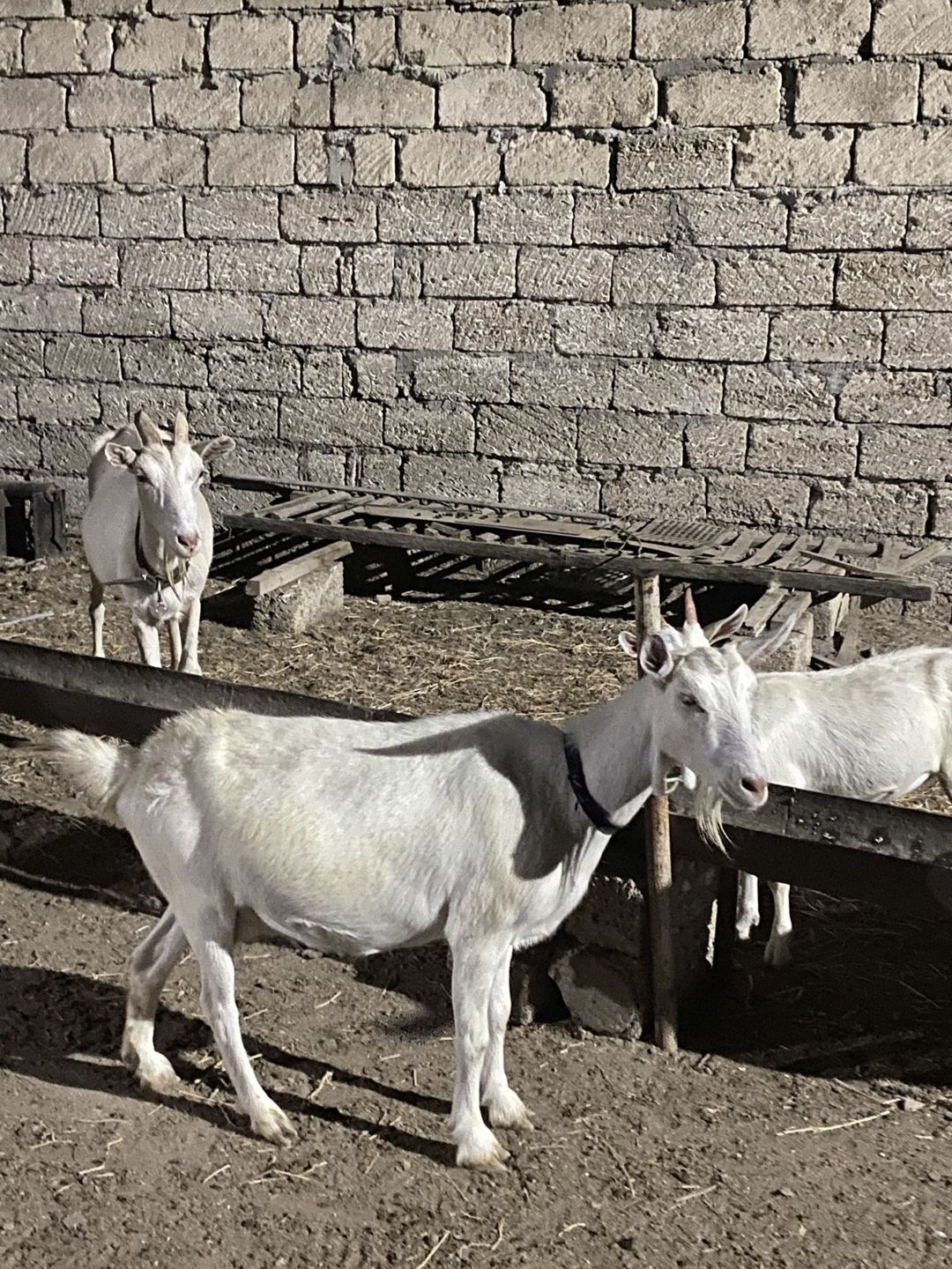 Sannen keçilləri — Heyvanlar, Bakı (5)