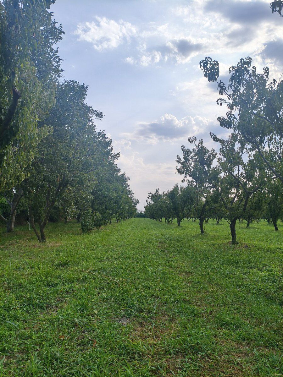 156 sot torpaq sahəsi, Xaçmaz r. — Torpaq, Xaçmaz (7)