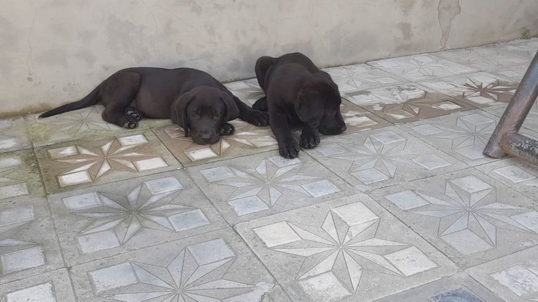 Labrador Retriver — Heyvanlar, Bakı (4)