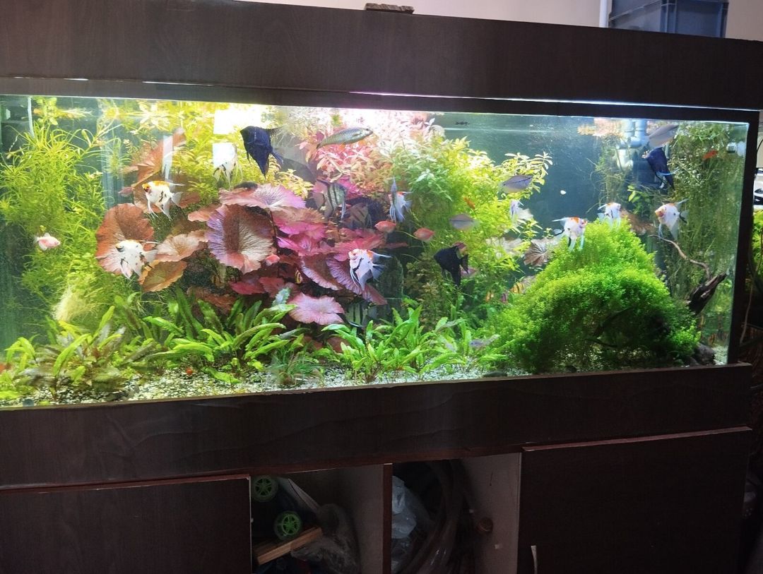 Akvarium və altlığı — Akvariumlar və balıqlar, Bakı