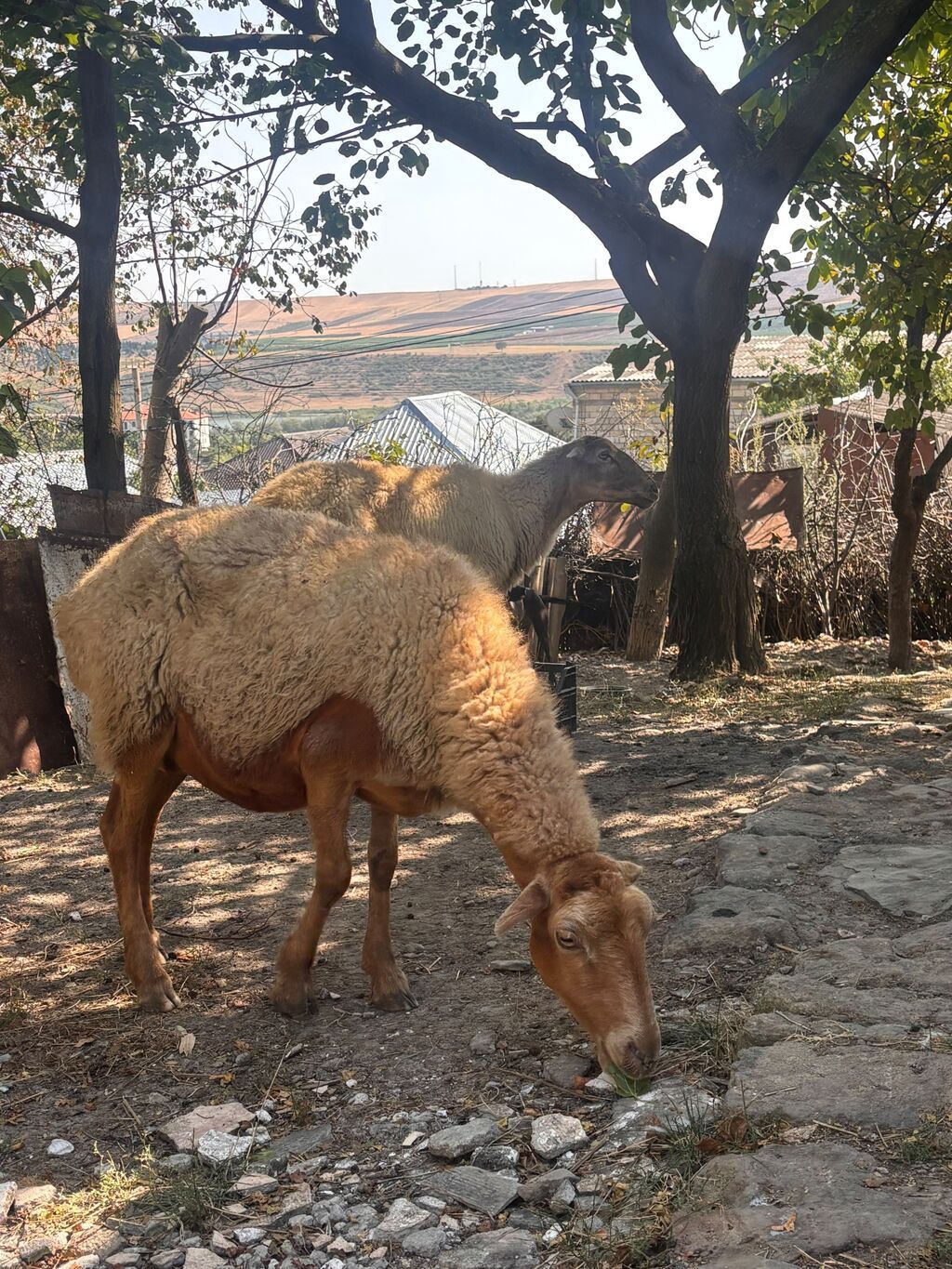 Satış: qoyun sürüsü - Növ: yerli quyruqsuz/az quyruqlu ətlik-südlük — Heyvanlar, Şamaxı (3)