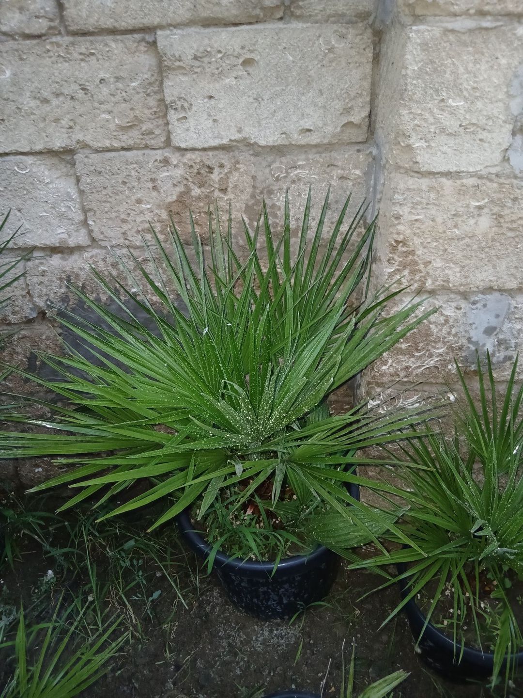 Palma — Bitkilər, Bakı (2)
