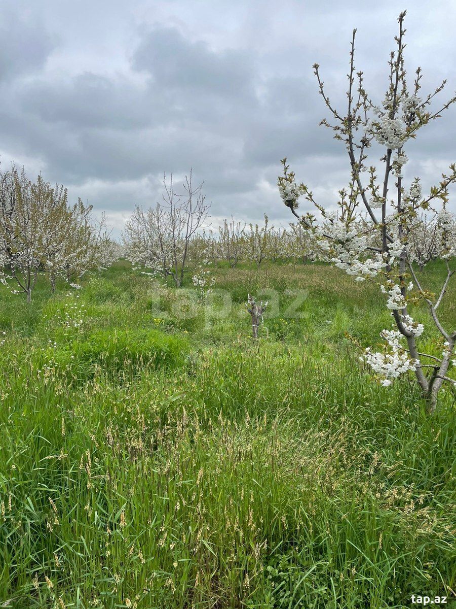 20 sot torpaq sahəsi, Quba r. — Torpaq, Quba (4)