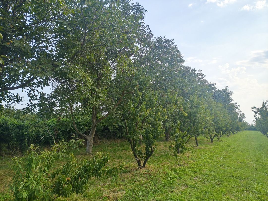 156 sot torpaq sahəsi, Xaçmaz r. — Torpaq, Xaçmaz (2)
