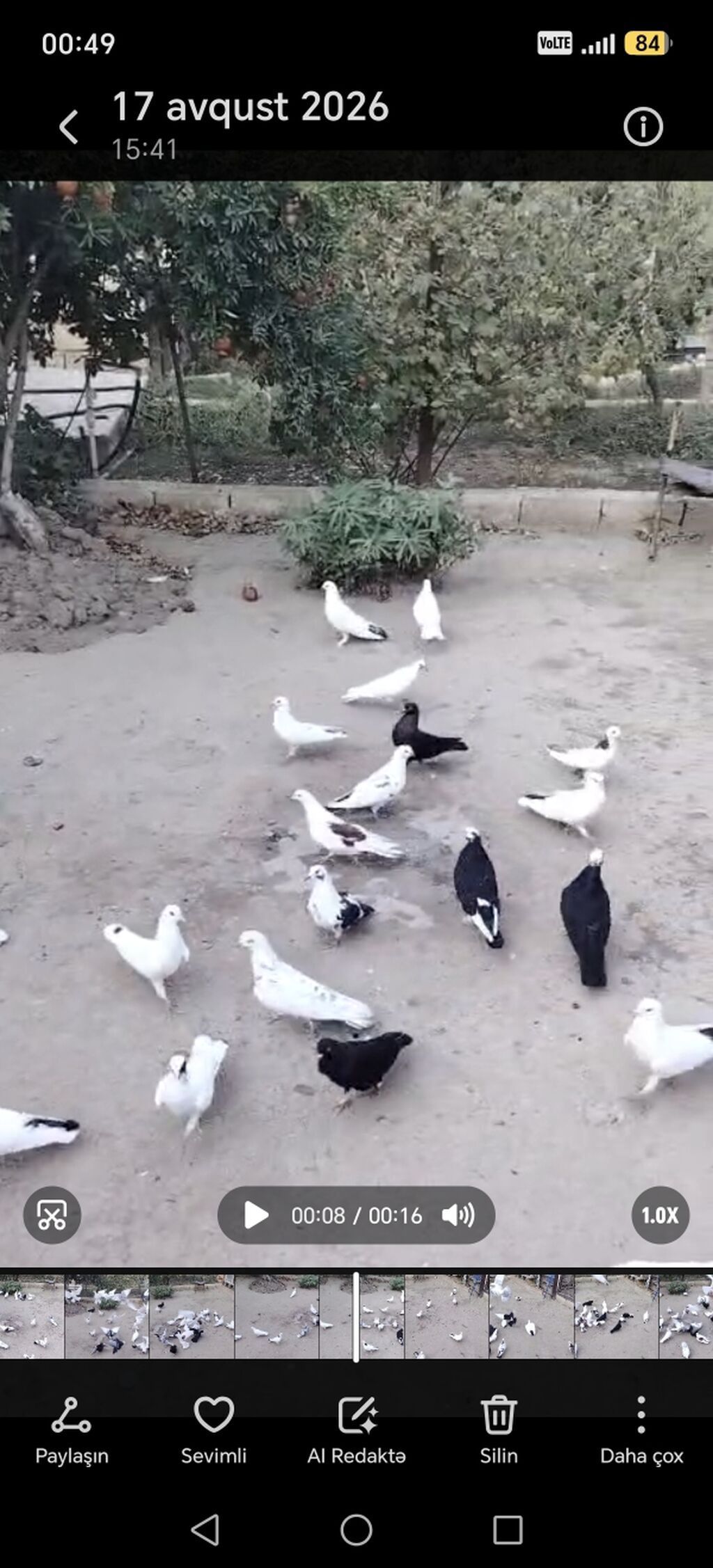 35e yaxın qusdu tergitme quslardi Qaradağ rayonu elet qesebesi 6 — Quşlar, Qobustan (3)