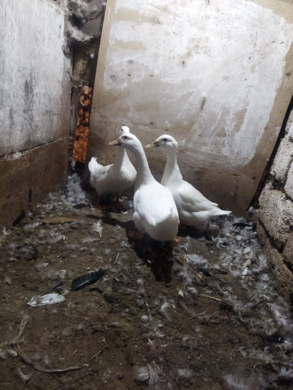 Satılır: Ağ ördəklər (3 baş) - Rəng: tam ağ lələklər - Gaga: açıq