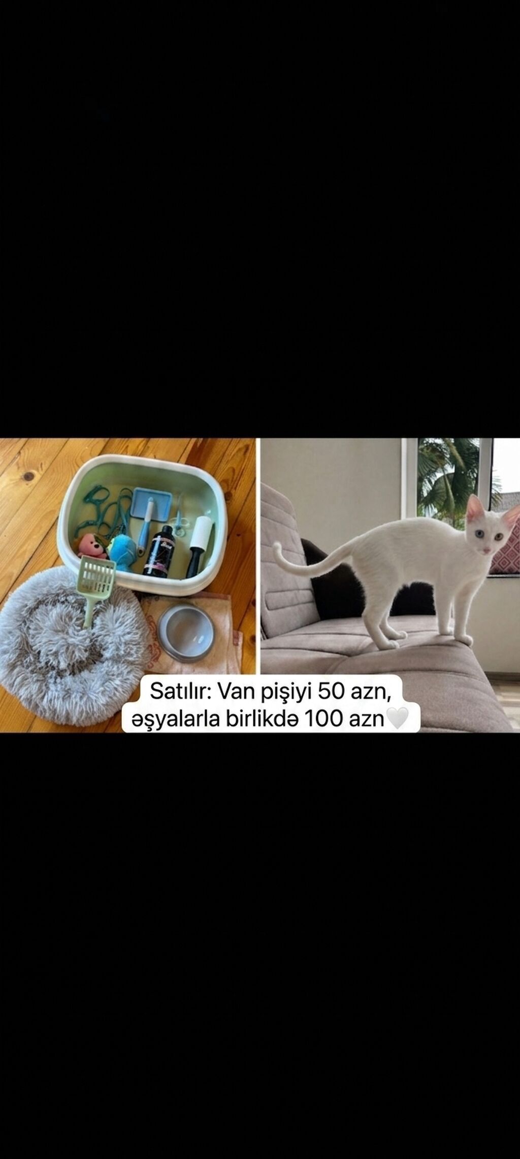 Van pişiyi