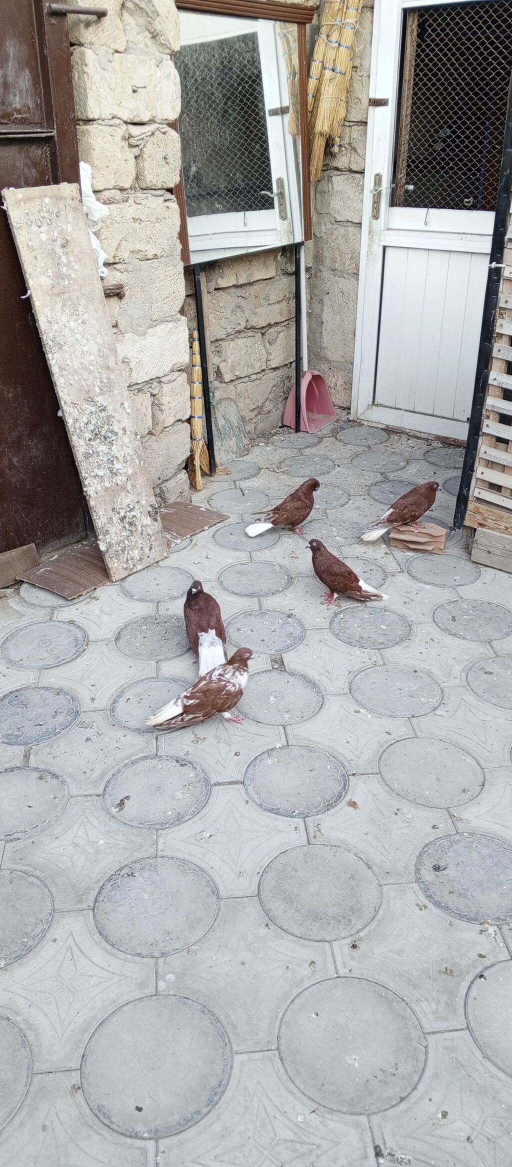 Agquyruqlar 5de erkekdi qiymet birine aiddi — Quşlar, Masazır (5)