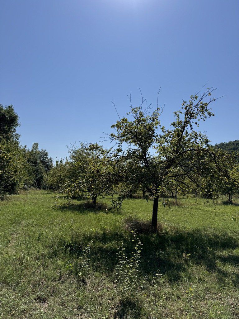 Satılır torpaq 105 sot — Torpaq, Qəbələ (4)