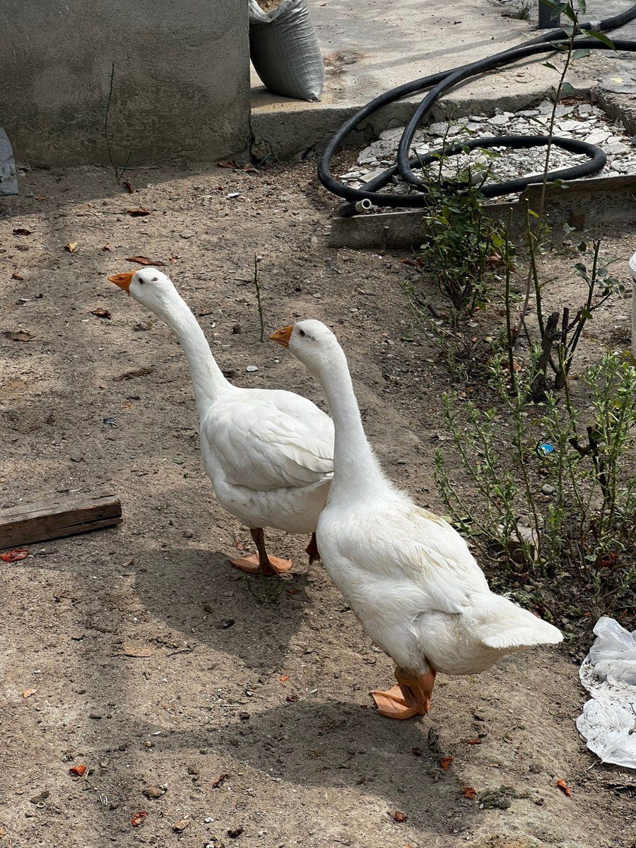 Qaz — Quşlar, Bakı (3)
