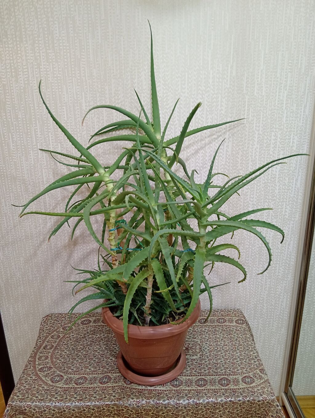 Aloe vera (sukkulent) – iri dibçəkdə - Növ: Aloe vera, ev üçün — Mallar, Bakı
