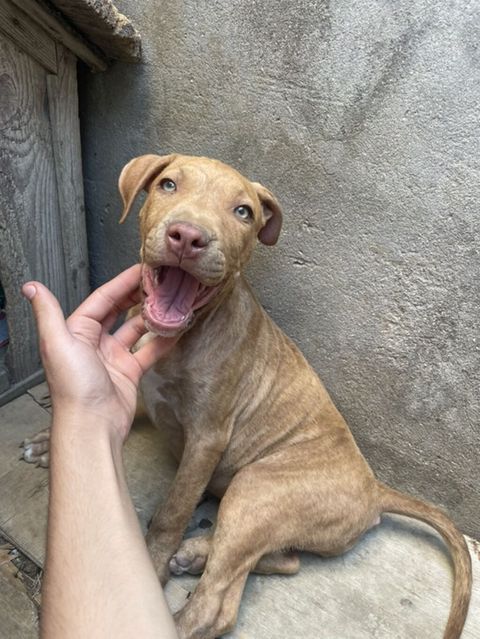 Pitbul, 2 ay, Dişi, Peyvəndli, Ödənişli çatdırılma